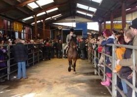 Llanybydder Horse Market