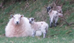 Lambs with their mum