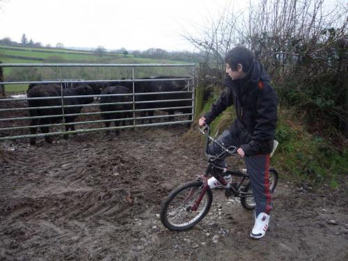 Cycling to see the cattle